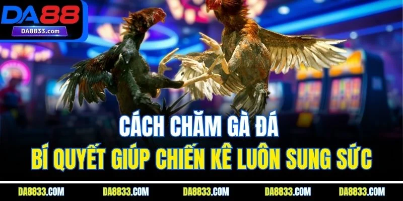 Cách Chăm Gà Đá – Bí Quyết Giúp Chiến Kê Luôn Sung Sức