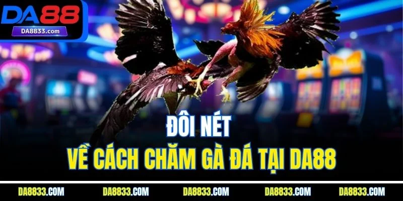 Đôi nét về cách chăm gà đá tại DA88