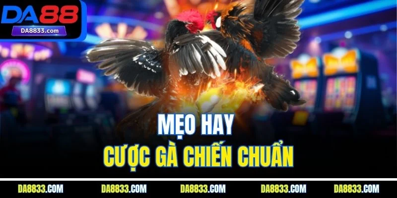 Mẹo hay cược gà chiến chuẩn