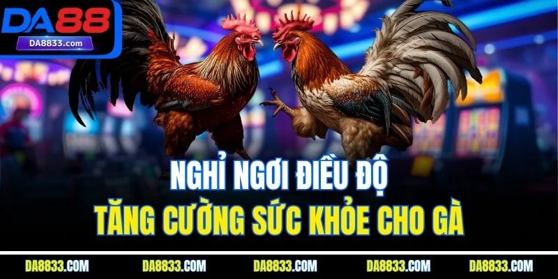 Nghỉ ngơi điều độ, tăng cường sức khỏe cho gà
